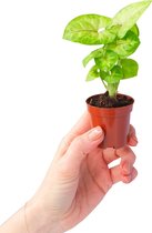 PLNTS - Baby Syngonium Mango Allusion - Kamerplant - Kweekpot 6 cm - Hoogte 15 cm