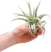 PLNTS - Baby Tillandsia Harrisii (Luchtplant) - Kamerplant - Stekplantje 2 cm - hoogte 10 cm