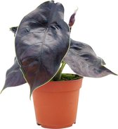PLNTS - Alocasia Azlanii (Olifantsoor) - Kamerplant - Kweekpot 15 cm - Hoogte 25 cm
