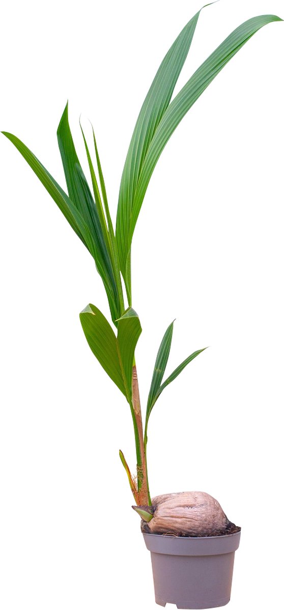 PLNTS - Palm Coconut (Cocos nucifera) - Kamerplant - Kweekpot 21 cm - Hoogte 85 cm
