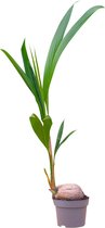 PLNTS - Palm Coconut (Cocos nucifera) - Kamerplant - Kweekpot 21 cm - Hoogte 85 cm