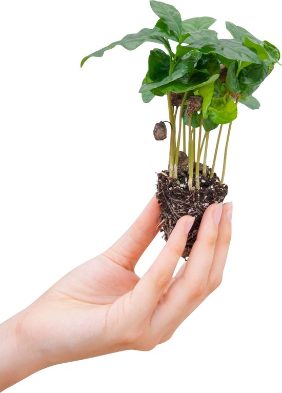 Coffea – Arabica – Koffieplant- Stekplantje – Hoogte 15cm