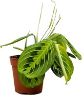 PLNTS - Maranta Lemon Lime (Gebedsplant) - Kamerplant - Kweekpot 12 cm - Hoogte 25 cm