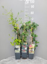 Klimplanten pakket - 2 soorten kamperfoelie (Lonicera 'American Beauty + Lonicera 'Henryi') & witte Toscaanse jasmijn (Trachelospermum)