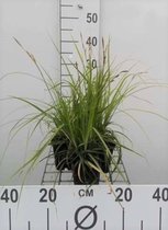 6 x Carex oshimensis 'JS Greenwell' - Zegge - pot 9 x 9 cm