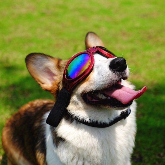 Hondenbril - Zonnebril hond - Honden zonnebril