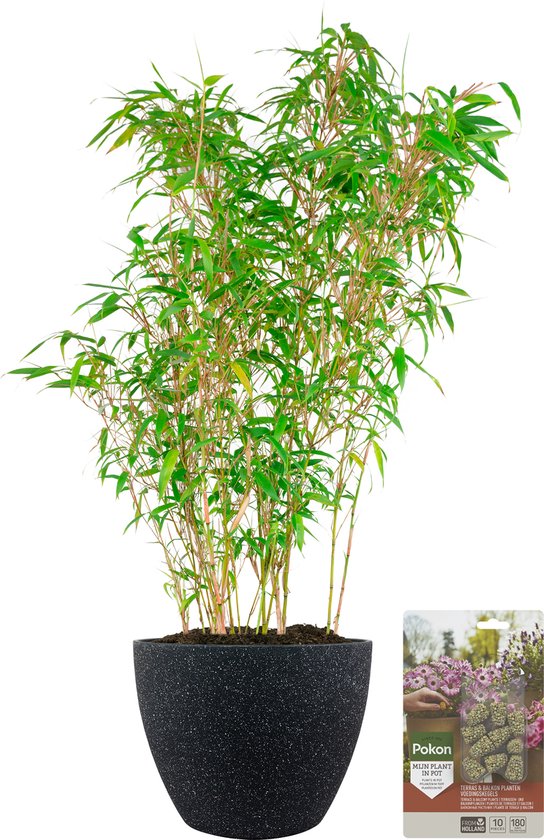 Pokon Powerplanten Bamboe 70 cm - Buitenplant - in Pot (Nova, Terrazzo Zwart) - Fargesia Rufa - Plantenvoeding & Groeigarantie inbegrepen
