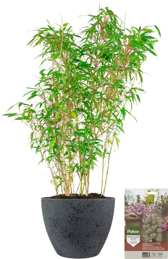 Pokon Powerplanten Bamboe 70 cm - Buitenplant - in Pot (Nova, Betonlook Donkergrijs) - Fargesia Rufa - Plantenvoeding en Verzorgingstips inbegrepen