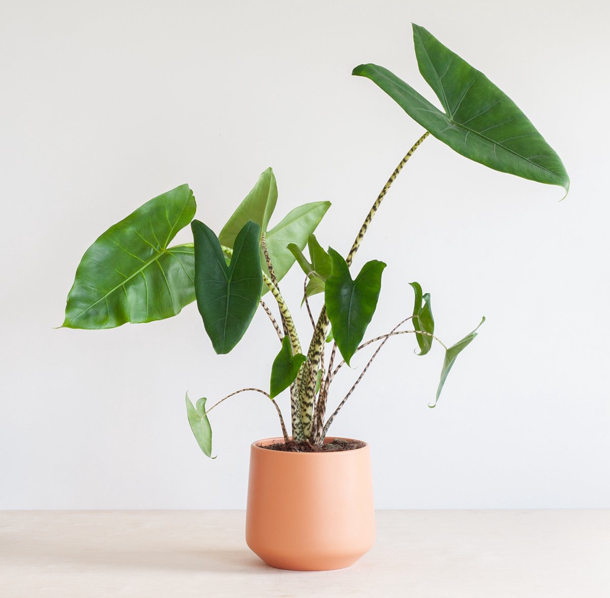 Alocasia zebrina | Olifantsoor | Tropische kamerplant | Hoogte 75-80cm