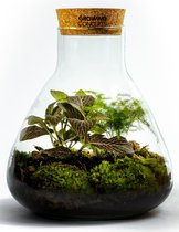 Growing Concepts DIY Duurzaam Ecosysteem Erlenmeyer met Kurk Medium - Planten - Botanische Mix - H26xØ22cm