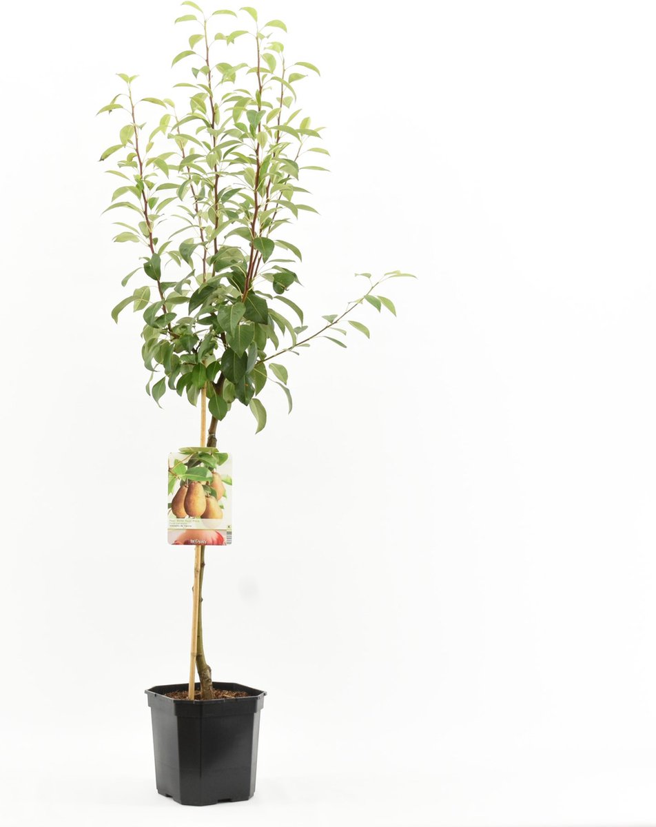 Pyrus communis Triomphe de Vienne | handpeer | laagstam