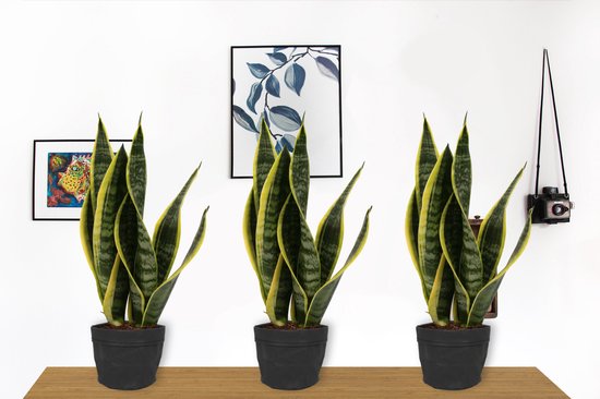 Wlplants 3x Kamerplant Sansevieria Laurentii Vrouwentong ± 35cm Hoog 12 Cm 