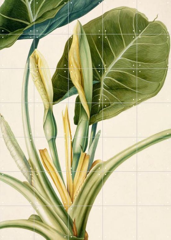 IXXI Colocasia esculenta - George Dionysius Ehret - Wanddecoratie