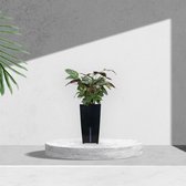 Pauwenplant met zelfwaterende bloempot – Groene luchtzuiverende kamerplant in zwart automatisch watergeefsysteem – Calathea Compactstar 35 tot 45cm Ø12 – Waterfresh 10,5x10,5x18cm