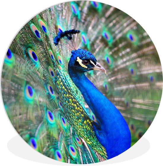 WallCircle - Wandcirkel ⌀ 90 - Portret - Pauw - Veren - Ronde schilderijen woonkamer - Wandbord rond - Muurdecoratie cirkel - Kamer decoratie binnen - Wanddecoratie muurcirkel - Woonaccessoires