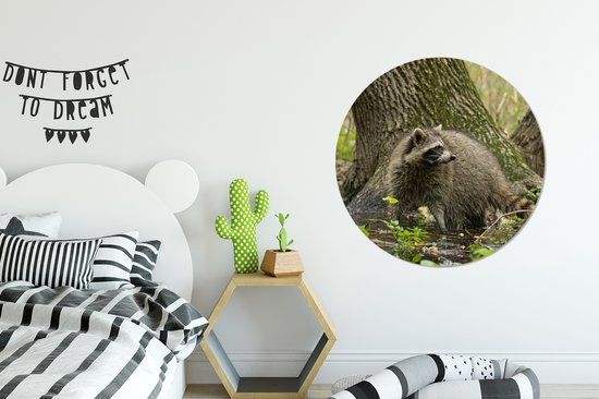 WallCircle - Wall Circle - Wall Circle Indoor - Raton Laveur - Sauvage - Forêt - 90x90 cm - Décoration murale - Peintures Ronds