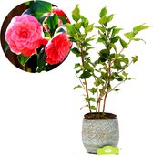 Camellia japonica 'Dr King' japanse roos, 2 liter pot