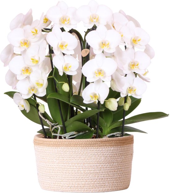 Kolibri Orchids | witte orchideeënset in Cotton Basket incl. waterreservoir | drie gebogen witte orchideeën Niagara Fall 12cm | Mono Bouquet wit met zelfvoorzienend