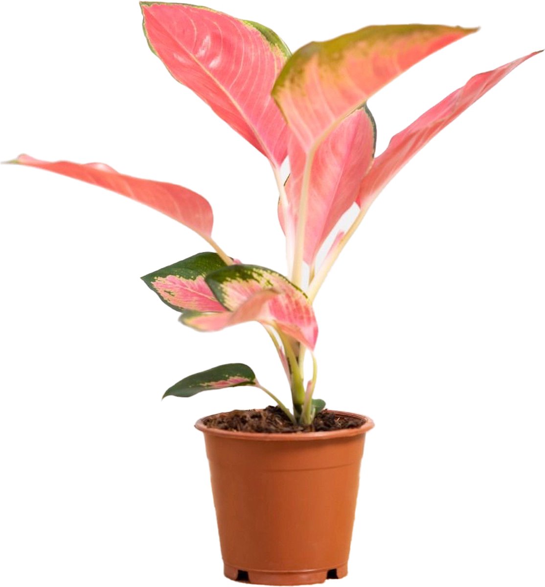 PLNTS - Aglaonema Pink Princess - Kamerplant - Kweekpot 12 cm - Hoogte 25 cm