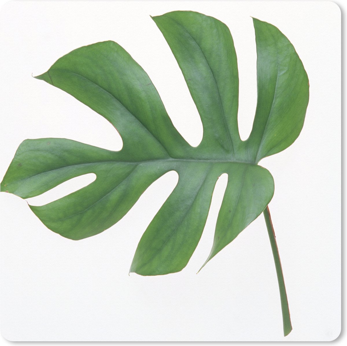 Muismat XXL 50x50 cm - Bureau onderlegger - Bureau mat Botanisch blad op een witte achtergrond - Bureaumat - Gaming mousepad xl - Bureaulegger groot - Computer deskmat