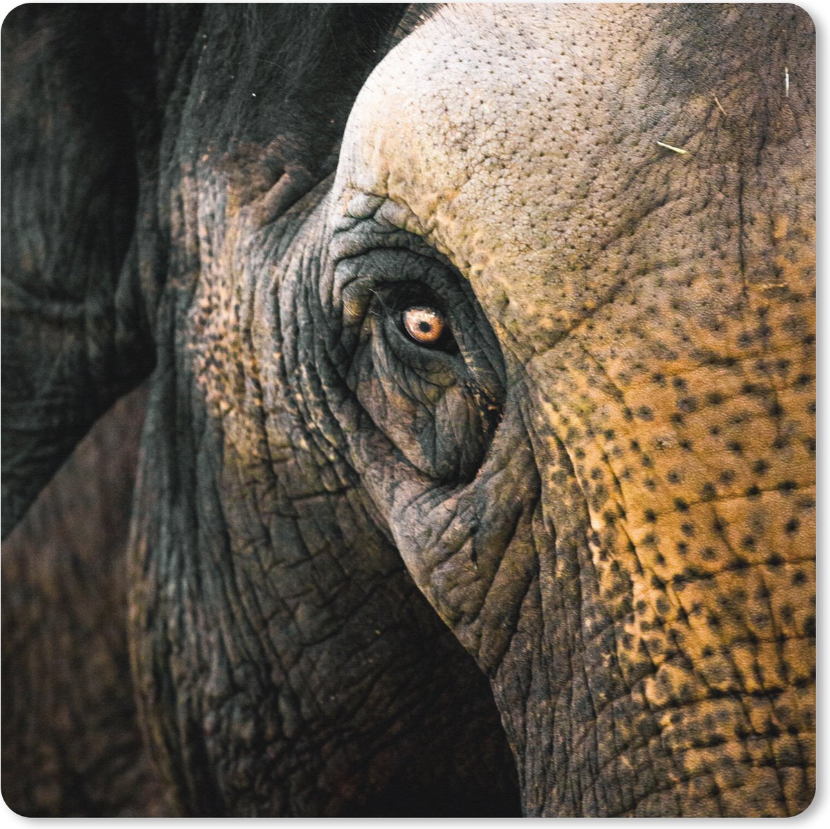 Muismat XXL 60x60 cm - Bureau onderlegger - Bureau mat Olifant - Close up - Dieren - Natuur - Bureaumat - Gaming mousepad xl - Bureaulegger groot - Computer deskmat