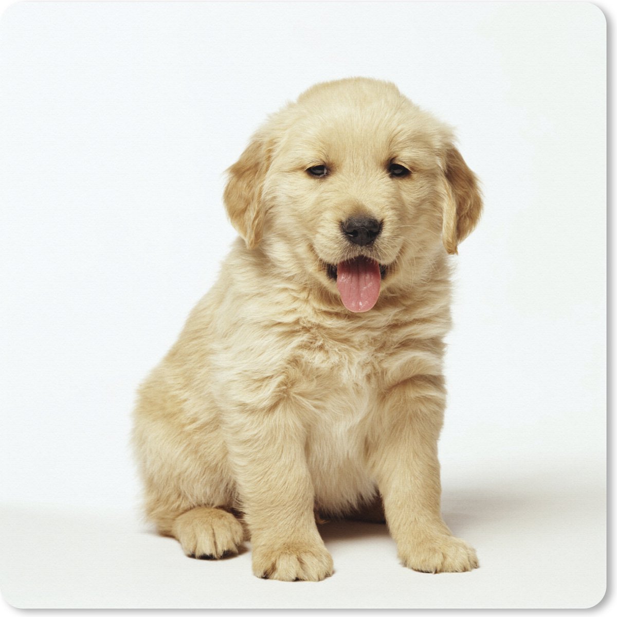 Muismat XXL 60x60 cm - Bureau onderlegger - Bureau mat Portretfoto van een donzige Golden Retriever-puppy - Bureaumat - Gaming mousepad xl - Bureaulegger groot - Computer deskmat