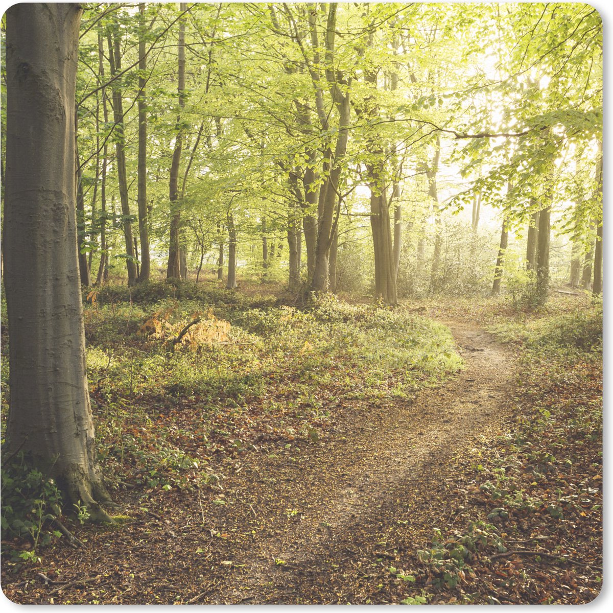 Muismat XXL 80x80 cm - Bureau onderlegger - Bureau mat Bos - Pad - Zonsopgang - Bureaumat - Gaming mousepad xl - Bureaulegger groot - Computer deskmat