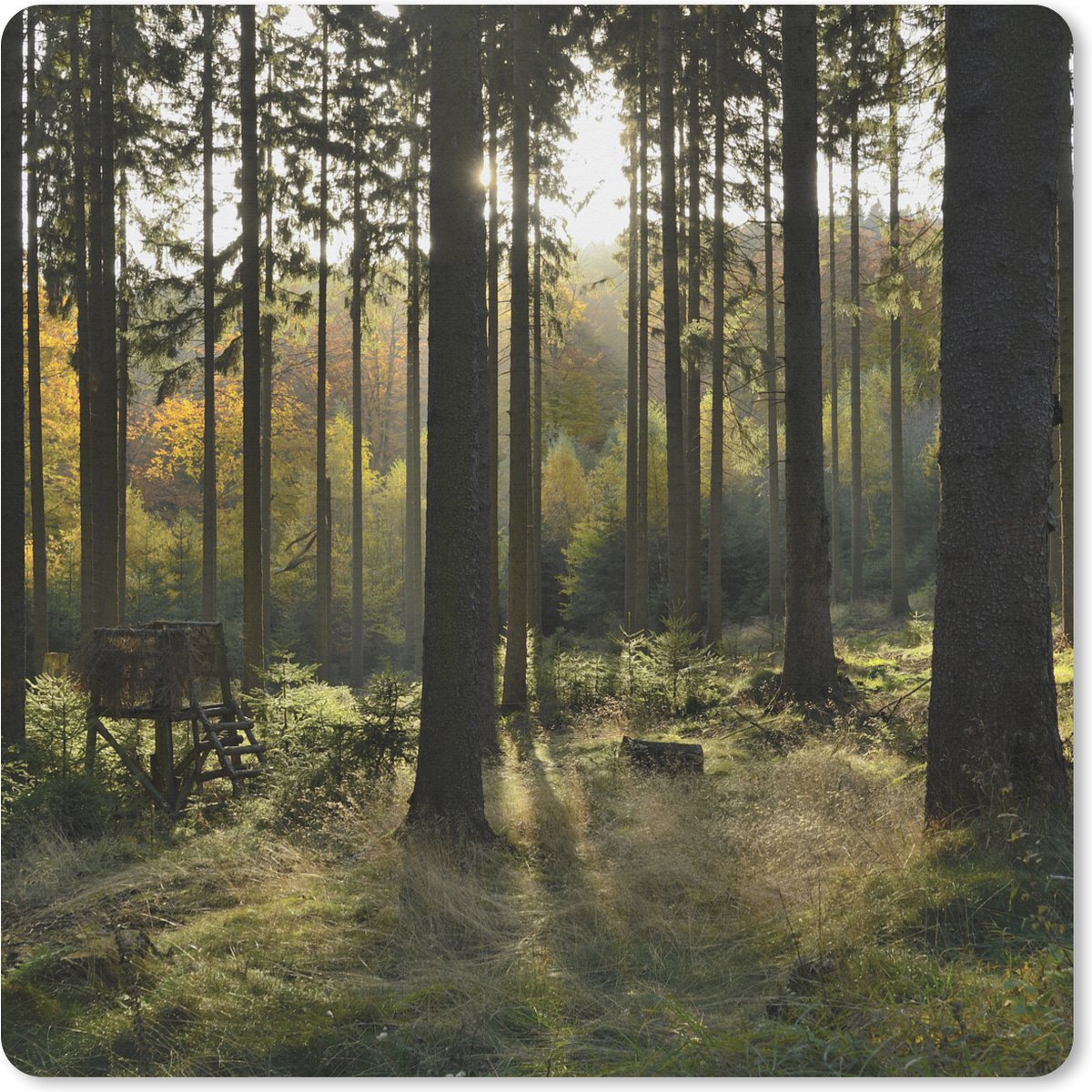 Muismat XXL - Bureau onderlegger - Bureau mat - Bos - Zomer - Zon - 80x80 cm - XXL muismat