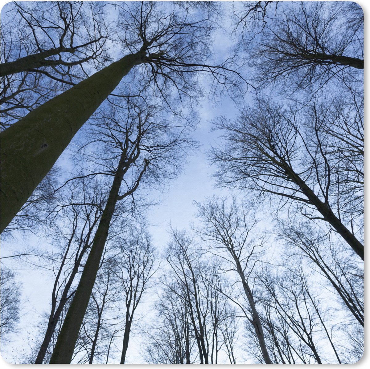 Muismat XXL 60x60 cm - Bureau onderlegger - Bureau mat Bos - Bomen - Lucht - Bureaumat - Gaming mousepad xl - Bureaulegger groot - Computer deskmat