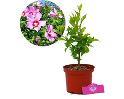 Hibiscus Syriacus 'Maike' Altheastruik, 2 liter pot