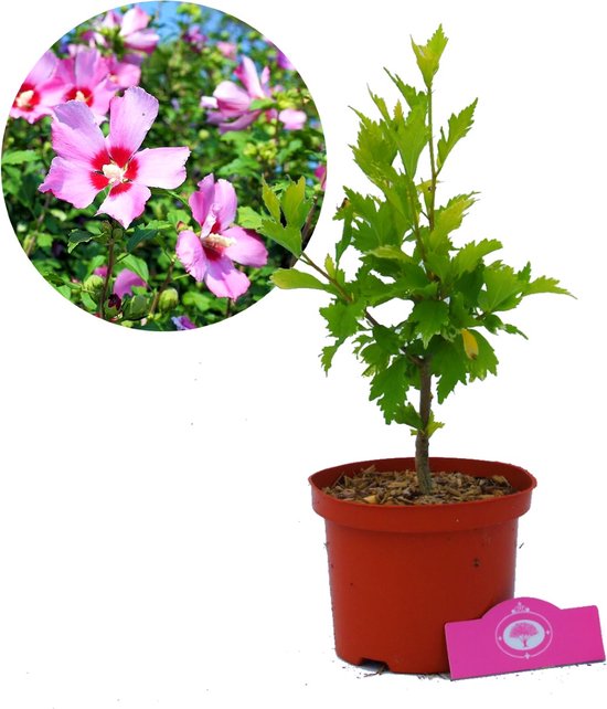 Hibiscus Syriacus 'Maike' Althea buisson, pot de 2 litres