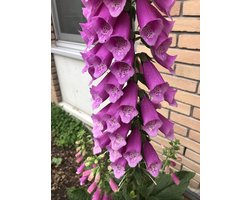 6 x Digitalis purpurea - Vingerhoedskruid - pot 9 x 9 cm