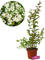 Spiraea ‘Chamaedryfolia’ moerasspirea, 2 liter pot