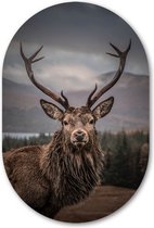 Muurovaal Edelhert - WallCatcher | Kunststof 100x150 cm | Ovalen schilderij | Wandovaal Scottish deer op Forex