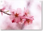 Roze Bloesem - Tuinposter 70x50 - Wanddecoratie - Minimalist - Natuur - Bloemen