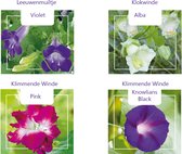 Cactula Klimbloemen zaden set van 4 soorten | Asarina Violet | Coaea Alba Wit | Ipomoea Knowlians Black | Ipomoea Dubbel Rose