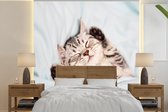 Behang - Fotobehang Kitten - Grappig - Bed - Kinderen - Jongens - Meisjes - Kids - Breedte 240 cm x hoogte 240 cm