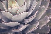Poster Agave Close up