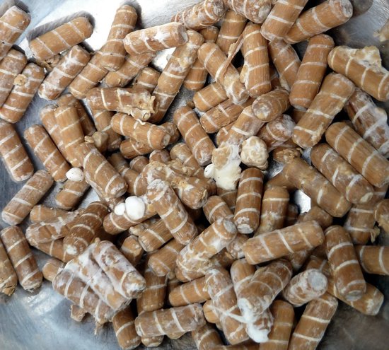 ToshiFarm Houtpluggen voor Zwavelzwam - 50 stuks - Zwavelzwam kweken - Chicken of the Woods - Laetiporus Sulphureus