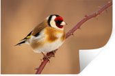 Muurstickers - Sticker Folie - Putter - Vogel - Dieren - 60x40 cm - Plakfolie - Muurstickers Kinderkamer - Zelfklevend Behang - Zelfklevend behangpapier - Stickerfolie