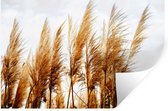Stickers muraux - Herbe de la pampa - Soleil - Herbe - 90x60 cm - Feuille adhésive
