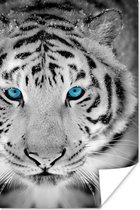 Affiche Tigre - Tête - Yeux - 80x120 cm