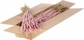 Gedroogde Bloemen Roze Mistig Tarwe (Triticum) (1 bundel)