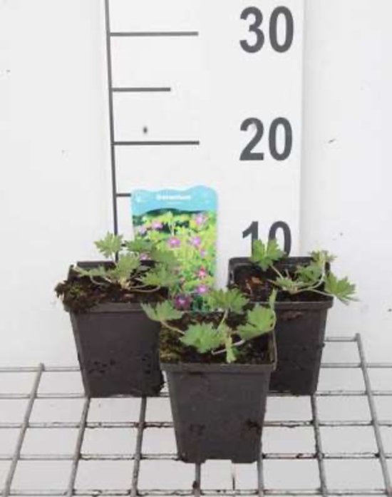 6 x Geranium palustre - Moerasooievaarsbek - pot 9 x 9 cm