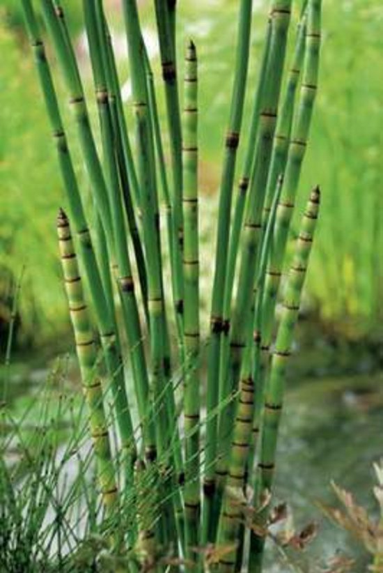 6 x Equisetum japonicum - JAPANSE HOLPIJP, PAARDENSTAART - pot 9 x 9 cm