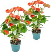 2x Anthurium Aristo Oranje – Flamingoplant - Kamerplant - Onderhoudsvriendelijk - ⌀14 cm - 45-55 cm