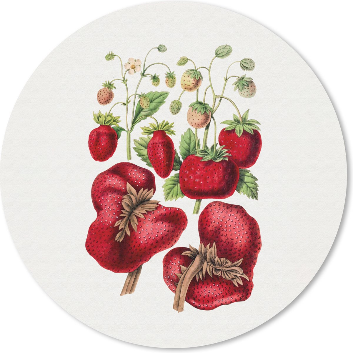 Muismat rond 30x30 cm - Mousepad Aardbeien - Fruit - Eten - Ronde muismatten