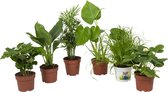 Set van 6 kamerplanten – Verrassing Set – Hoogte tussen +/- 24 en 50cm – 12cm diameter – in Kweekpot