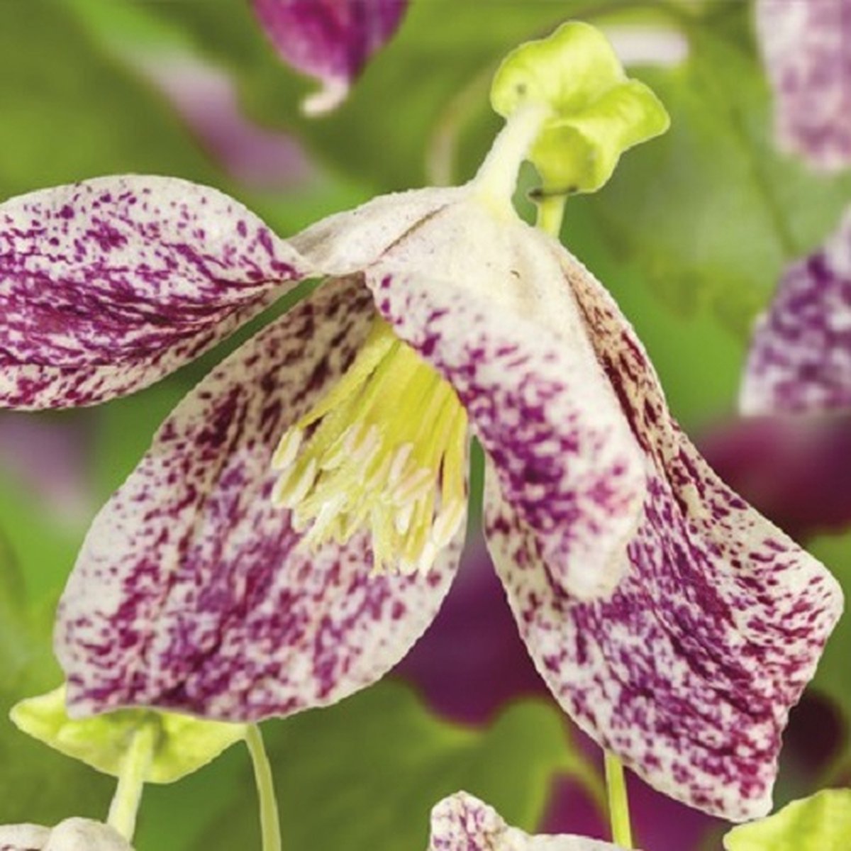 Clematis