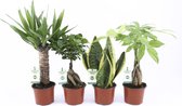 Amazone Mix ↨ 35cm - 4 stuks - hoge kwaliteit planten
